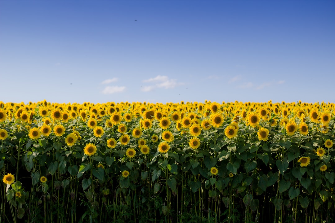Smackin’ on Sunflower Seeds: A Delicious and Nutritious Snack